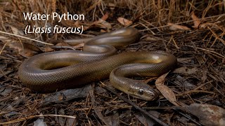 Water Python LIasis fuscus [upl. by Jillana]