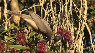 Noisy Friarbird 59 [upl. by Ardelia832]