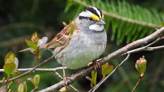 19 Oiseaux du Québec  19 birds [upl. by Leuamme10]