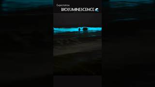 Bioluminescence 🌊✨bioluminescence fullmoon bioluminescencechennai ecr beach talesofaval [upl. by Donna]