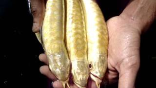 ArowanaFishTalkcom  Pang Long Arowana Farm [upl. by Letnuahs]