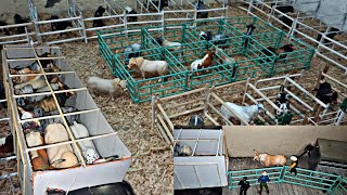 Descargando los toros para la gira 2024 Rancho Nuevo Mini jaripeo [upl. by Branch]