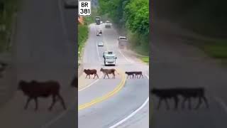 Cabeças de gado na BR 381 em Timóteo MG [upl. by Nylak]