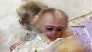 Meet the CUTEST Baby Monkey Ever [upl. by Piwowar]