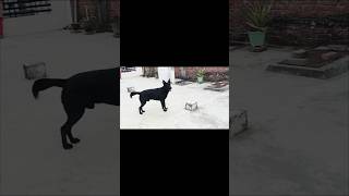 doggie sound ☺☺dog doglover blackdog 😍dogsound cutedog dogvideos trending 🕉 [upl. by Ashwin]