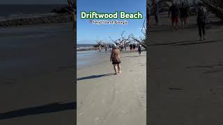 Driftwood Beach driftwood beach jekyllisland beach atlanticocean driftwood georgia coast [upl. by Anadroj]