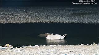 Rhinos Pincer mom and calf taking a soak [upl. by Andi]