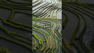 Tegalalang Rice Terrace A Quick Guide to Balis Scenic Gem [upl. by Yeleak712]