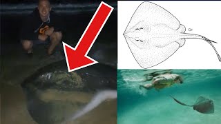 Catching the Stingray That Killed Steve Irwin Shorttail Stingray [upl. by Dnalram]