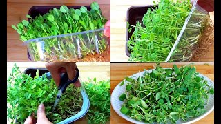 How To Grow Methi In Water  Growing Methi Fenugreek Whithout Soil Only In Water hydroponic way [upl. by Uchish]