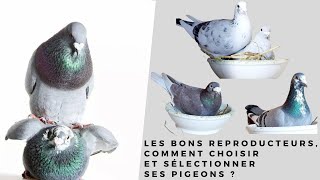 Les bons reproducteurs comment choisir et sélectionner ses pigeons [upl. by Ibor295]