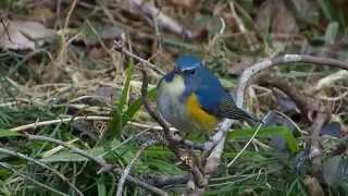 ムビる04639 ルリビタキ ruribitaki  Redflanked bluetail [upl. by Chance]