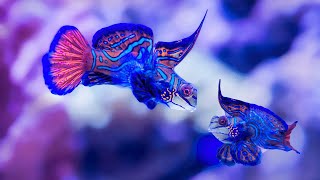 Mandarinfish or mandarin dragonet Synchiropus splendidus [upl. by Freddie]