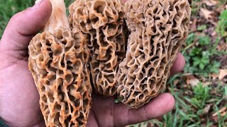 HOW TO find MOREL MUSHROOMS in Michigan  Where to Look [upl. by Sternberg]