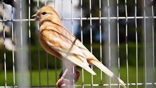 canary singing video  canary training song 58 minutes [upl. by Alrahs728]