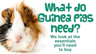 WHAT DO GUINEA PIGS NEED  Starter Kit ESSENTIAL ITEMS for New Guinea Pig Owners [upl. by Yde740]