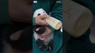 Panda cub 熊猫幼崽 panda pandas video cute amazing cutepanda [upl. by Lexy534]