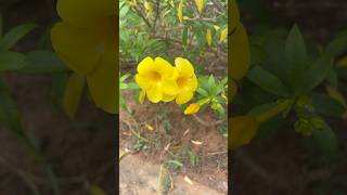 軟枝黃蟬  Allamanda cathartica allamanda flowers 軟枝黃蟬 [upl. by Bohi]