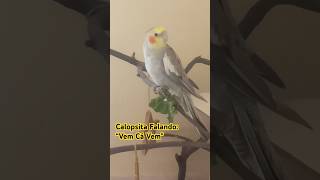 CALOPSITA FALANDO “VEM CÁ VEM” cockatiel calopsitafalando calopsita calopsitafilhote [upl. by Mancino]