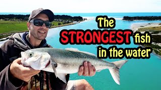 Unbelievable Kahawai Fishing at the Waimakariri River Mouth with Our Favourite Lures [upl. by Zat]