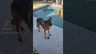 you ugly German Shepherd GSD 😳🥹🐶new shorts ytshorts viral viralshorts [upl. by O'Malley]