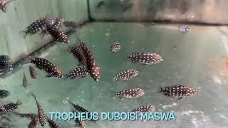 Tropheus duboisi MASWA [upl. by Iel]