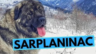 Sarplaninac Dog Breed  Facts and Information  Illyrian Shepherd Dog [upl. by Breanne765]