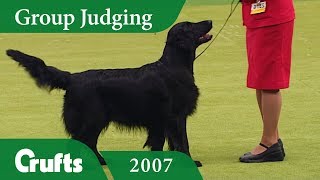 Flat Coated Retriever wins Gundog Group Judging at Crufts 2007 [upl. by Okimuy]