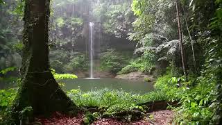 Yağmur Ormanı Ve Kuş Sesleri Kendinizi Cennette Hissedeceksiniz Rain Forest And Bird Voices [upl. by Franky]