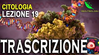 La TRASCRIZIONE del DNA Citologia lezione 19 [upl. by Frieder]