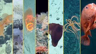 2022 Expedition Highlights Reel  Deep Sea Exploration and Beyond  Nautilus Live [upl. by Onibla]