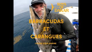 CHASSE SOUS MARINE  BARRACUDAS ET CARANGUES  MAJCAAM  BOYS OF DAKAR  Ep219 [upl. by Jarib]