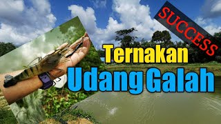 Cubaan pertama ternak udang galah [upl. by Harraf24]