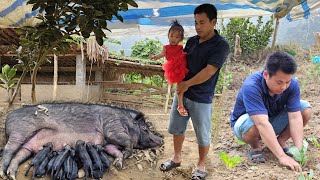 Gardening growing vegetables  Cooking bran for pigscaring for mother pigs giving birth to babies [upl. by Yrffoeg711]