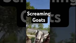 Just scream it helps funny goats funny [upl. by Jacobo]