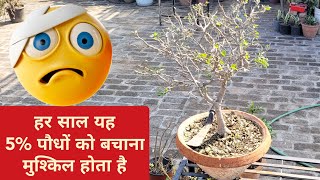 हर साल एक एक कर मरने लगते हैं सोने से भी कीमती ये 5 पौधों के नाम  Garden works gardening update [upl. by Nicholson]