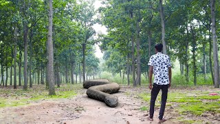 Anaconda Snake Attack On Orgram Forest [upl. by Cath]