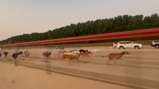 Greyhound x Saluki Male Race 17Km Distance [upl. by Guildroy415]