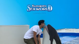 Kamogawa Sea World 🌍 Chiba Japan 🇯🇵 [upl. by Carly181]