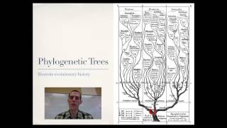 Phylogeny [upl. by Matlick875]