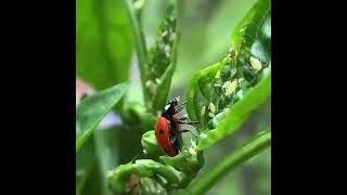 Aphids eaten by Ladybird bettle in Chilli plant [upl. by Rawlinson]