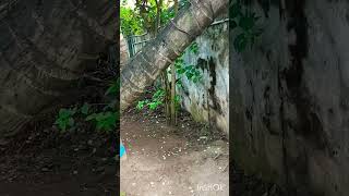 beauty of nature short videoshortsytshortsshortsindianature [upl. by Nimocks]