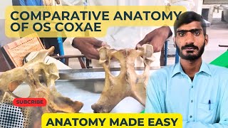 lecture  21Comparative anatomy of os coxae of horseox and dogVeterinary anatomy in HindiUrdu [upl. by Barimah]