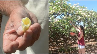 Molokai Plumerias How to Properly Pick a Plumeria [upl. by Middlesworth131]