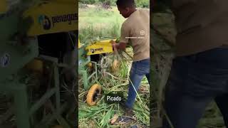 Ensilaje de Sorgo Forrajero JJT18 en 2do Corte [upl. by Dett590]