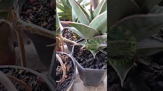 Sansevieria pinguicula Greengarden plantlover nature sansevieria shorts [upl. by Einahpad]