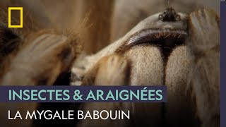 La mygale babouin et ses pièges hightech [upl. by Klingel]