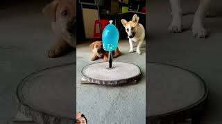 dog funny doglover puppy pets [upl. by Hgiellek]