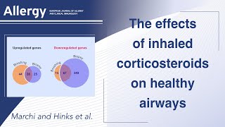 The effects of inhaled corticosteroids on healthy airways [upl. by Amand986]