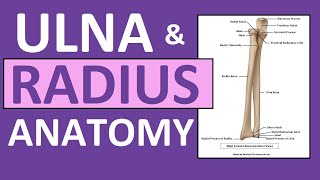 Radius and Ulna Anatomy and Physiology Forearm Bones [upl. by Jehius769]